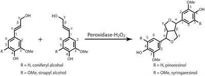 Efficient Synthesis of Pinoresinol, an Important Lignin Dimeric Model Compound